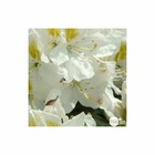 Rhododendron x 'mme masson' :7.5 litres (blanc à macule jaune)