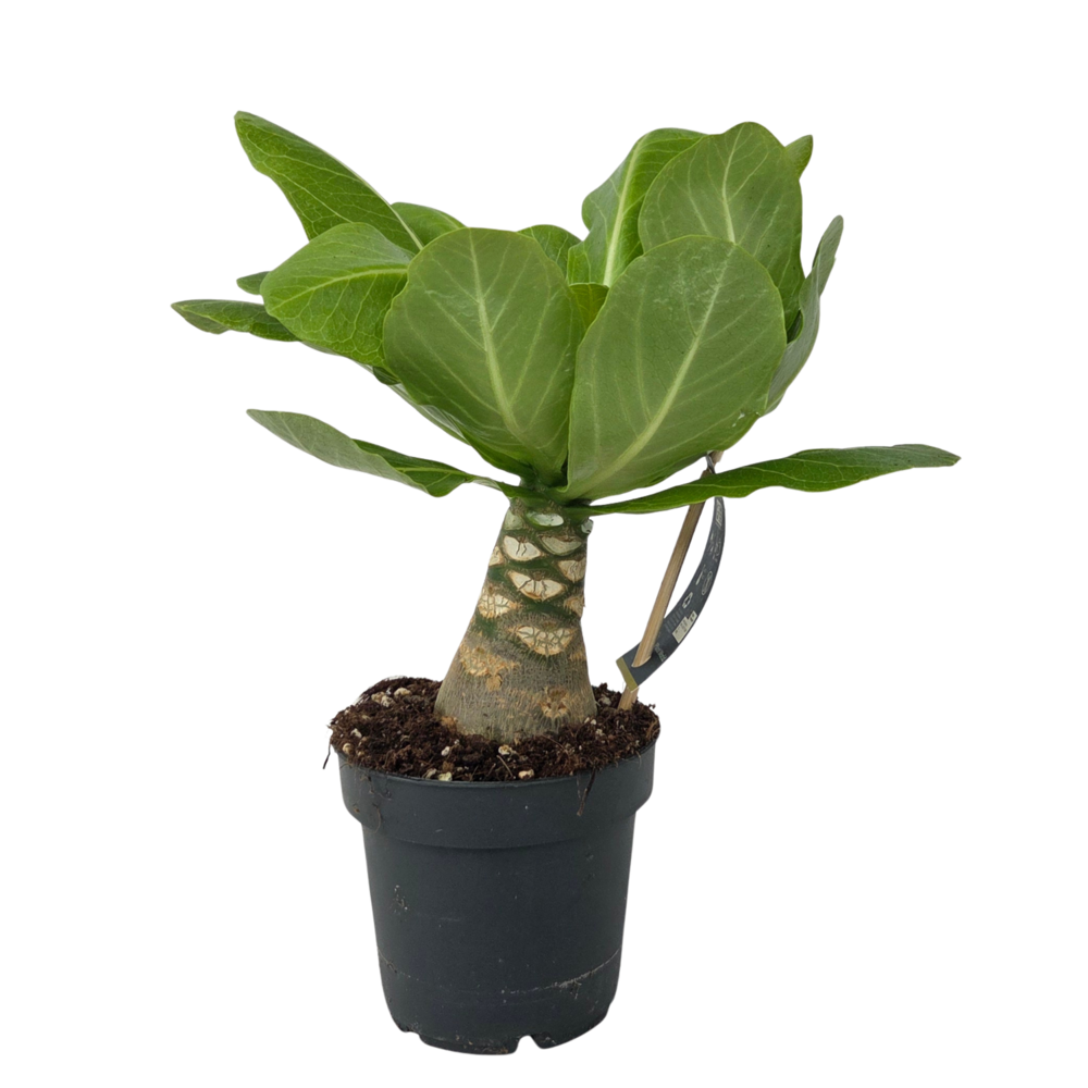 Palmier hawaïen - brighamia insignis - hauteur 25-35cm - pot 12cm