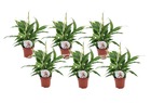 Spathiphyllum 'lys de la paix' - set de 6 - pot 12cm - hauteur 30-40cm
