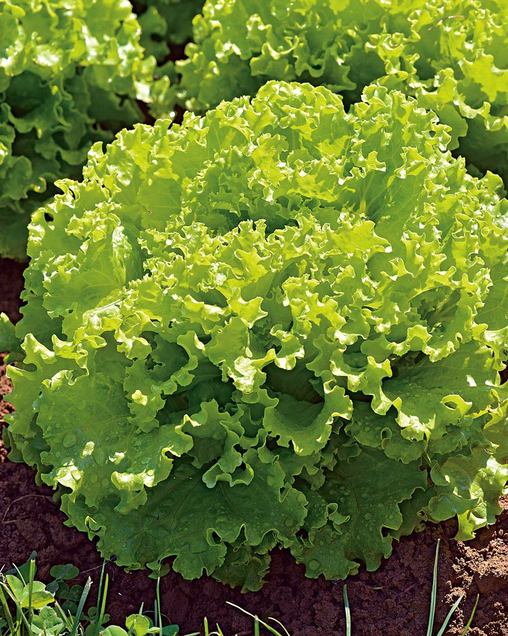 Laitue batavia florine - 100 graines