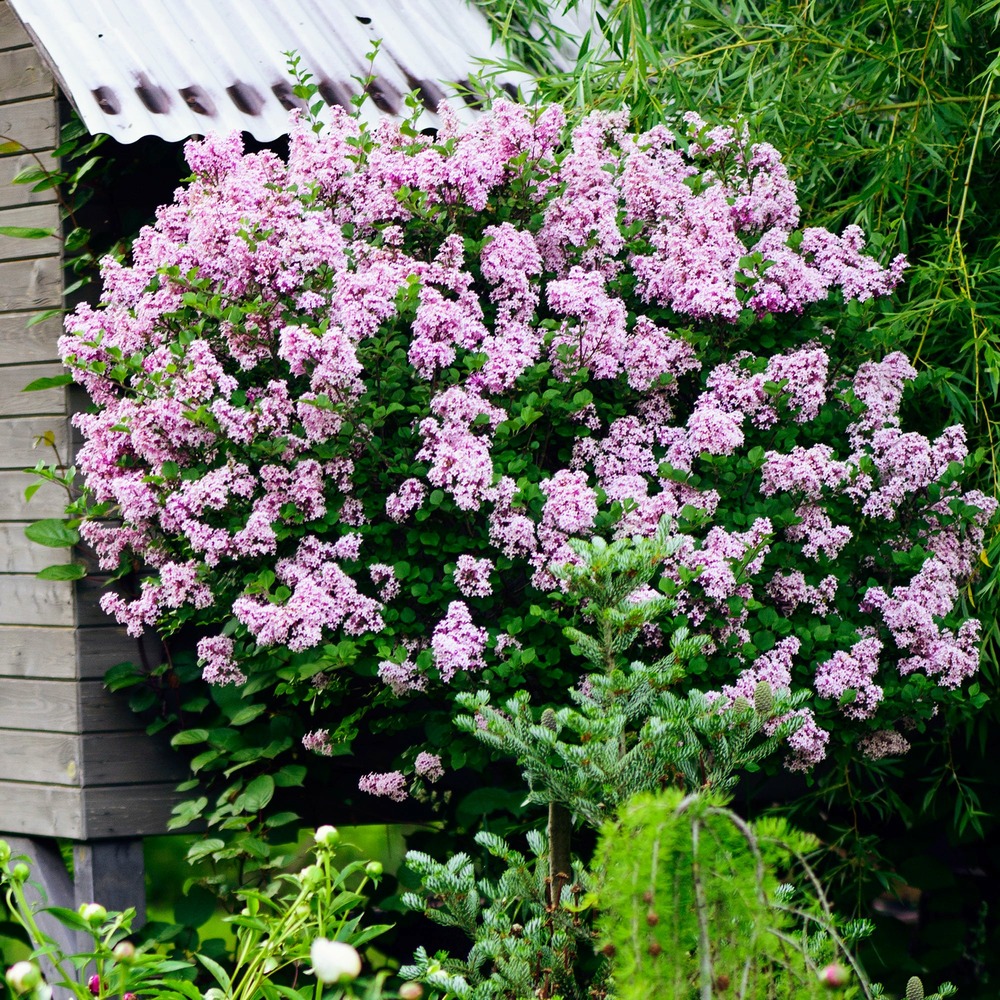 Lilas palibin sur tige - le pot / 3l / tige 60cm / hauteur livrée environ 80cm
