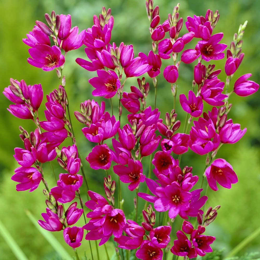 30 lis des blés - ixia mabel - le sachet de 30 bulbes / circonference 5-6cm, vendu par lot de 2