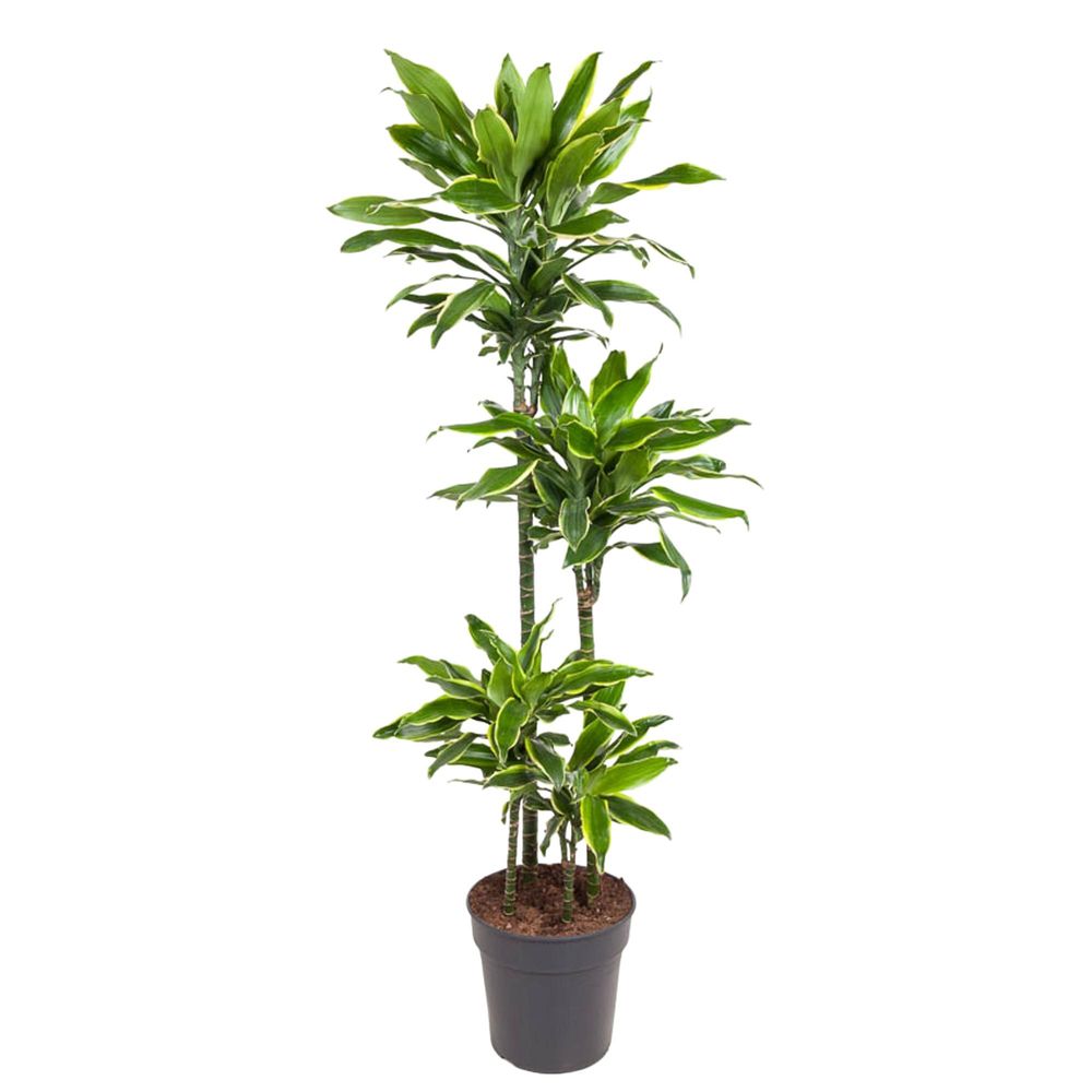 Dracaena golden coast - plantes d'intérieur