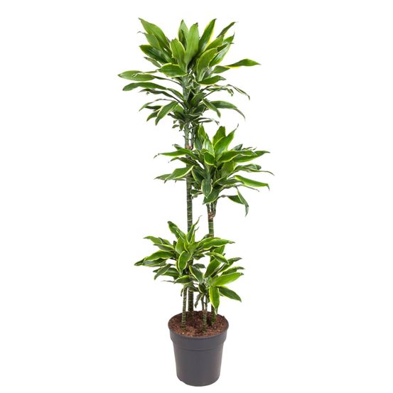 Dracaena golden coast - plantes d'intérieur