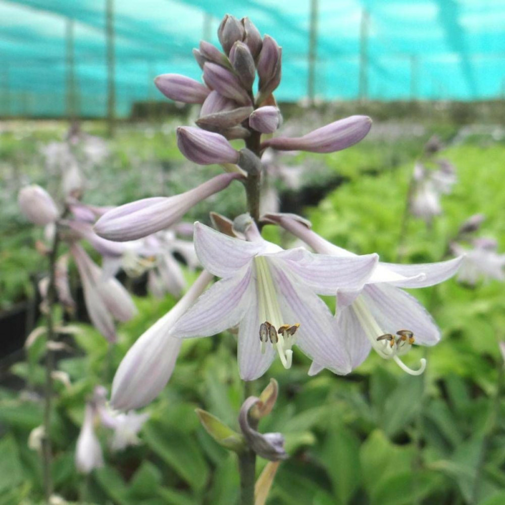 Hosta sieboldiana lot de 5 godets