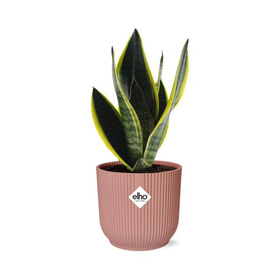 Sansevieria futura superba 14cm rose - h40 cm