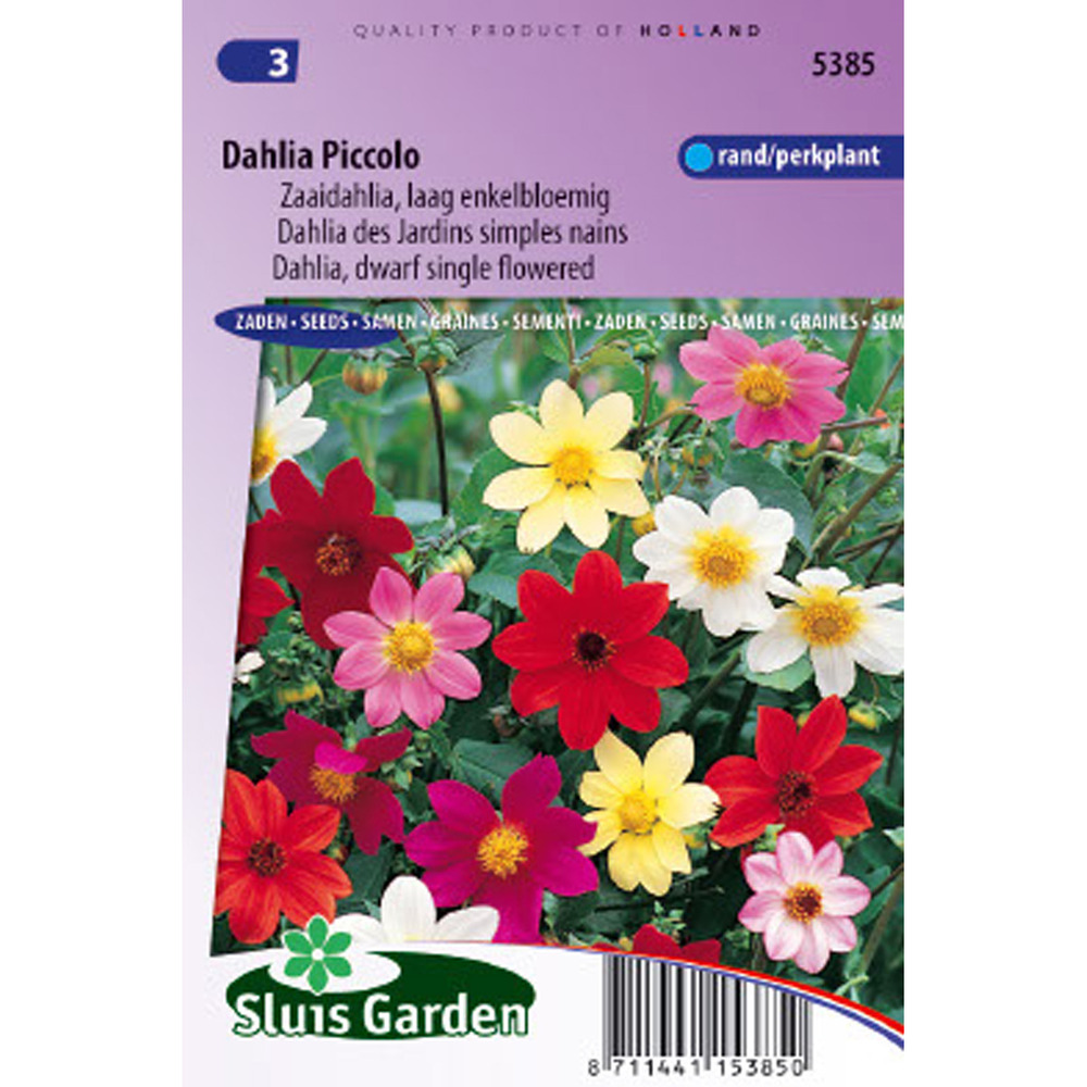 Dahlia variabilis 'picolo mix' le sachet de 50 graines environ (0,7g)