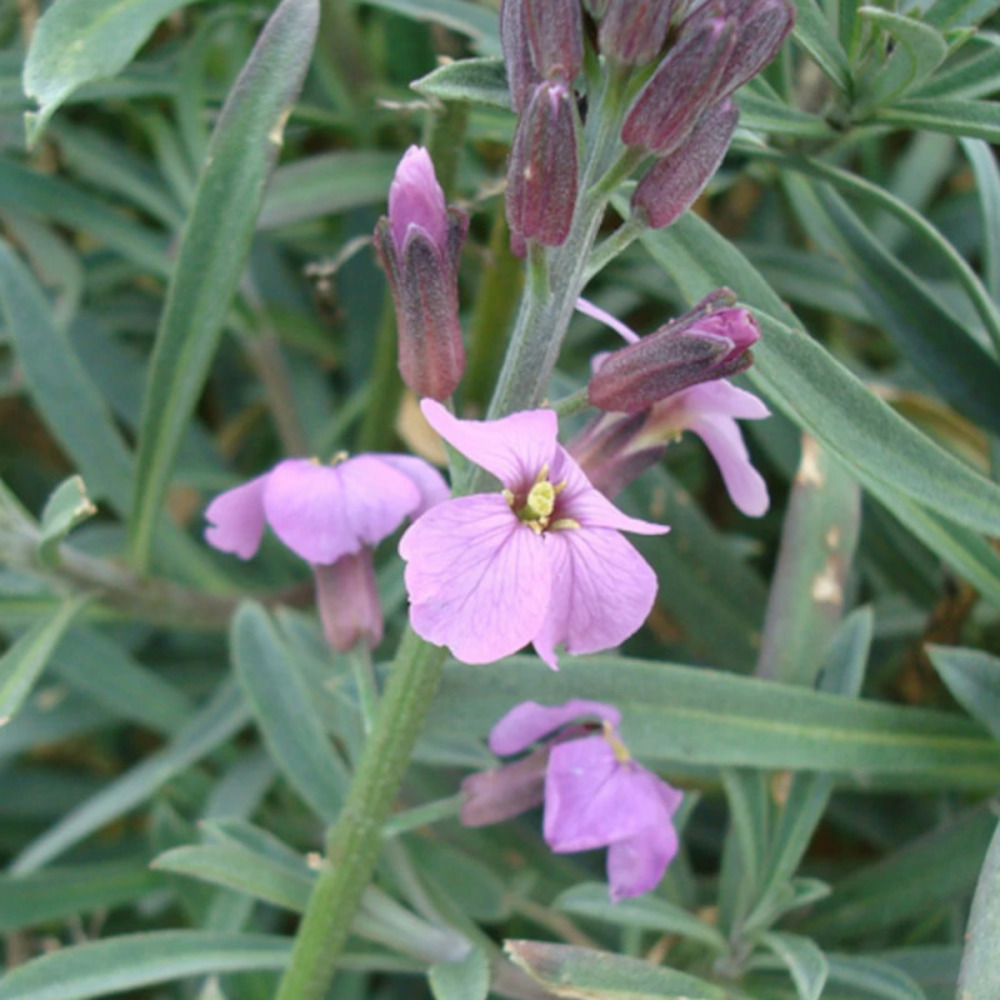 Giroflée vivace bowles mauve godet - 5/20 cm