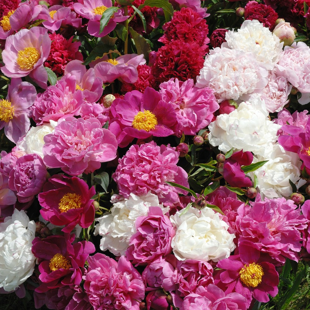 3 pivoines parfumées rouge, rose, blanche en mélange - le paquet de 3 racines nues / 2-3 yeux, vendu par lot de 2