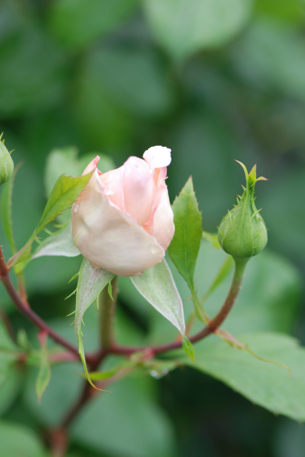 Rosier andré le nôtre ? Romantica ? Meiceppus' - en pot de 4 litres