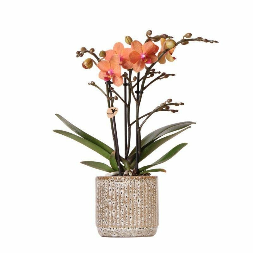 Orchidée corail et son pot jaguar - hauteur 35cm