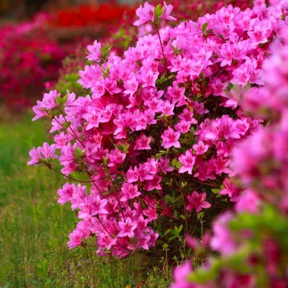 Rhododendron 'jolie madame' (rhododendron 'jolie madame')