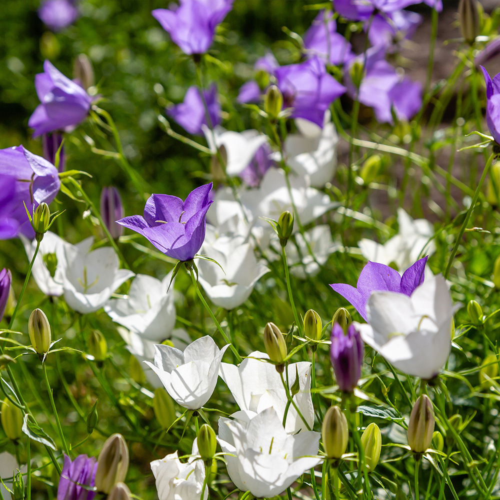Lot de 3 - campanula carpatica white clips - campanule - h. 10-20 cm