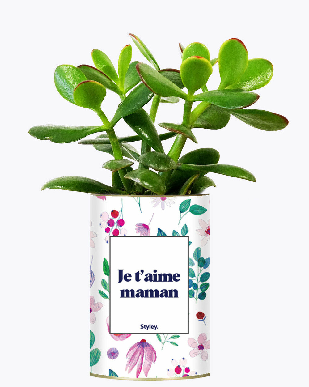 Plante personnalisée - je t'aime maman - cactus