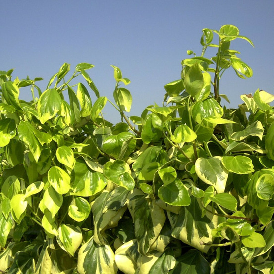 Lierre des colchide dentata variegata pot de 3l - echelle bambou 60/120 cm