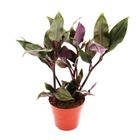 Fleur à trois mâts - tradescantia spathacea roxxo - plante d'intérieur facile d'entretien - feuille rouge - pot 12cm - violet