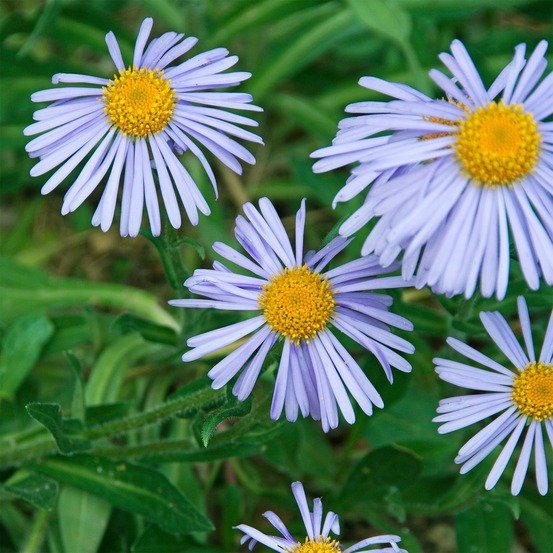 Aster de printemps wartburgstern - le pot / ø 9cm