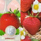 Offre fraisiers degustation gros fruits - 40 plants