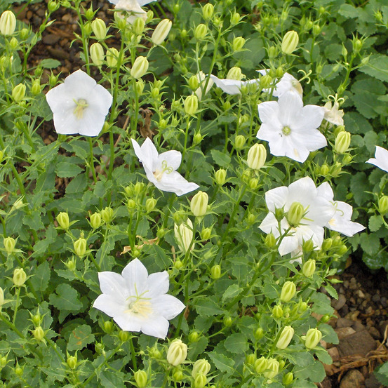 Campanule des carpates 'alba' godet de 8/9 cm