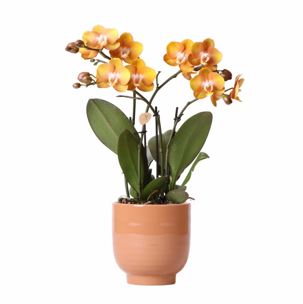 Orchidée ocre et son pot cognac - hauteur 40cm