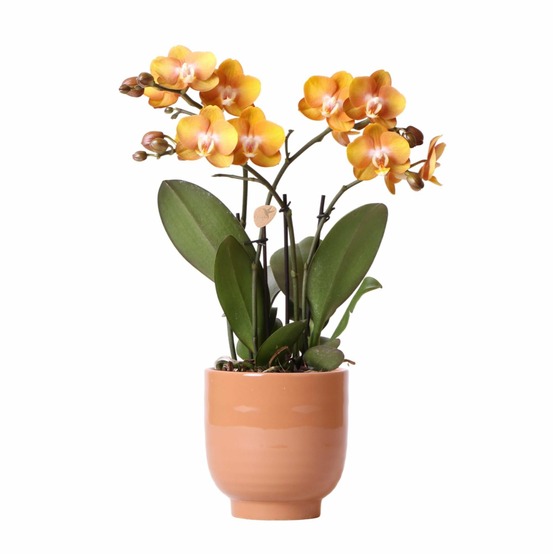 Orchidée ocre et son pot cognac - hauteur 40cm