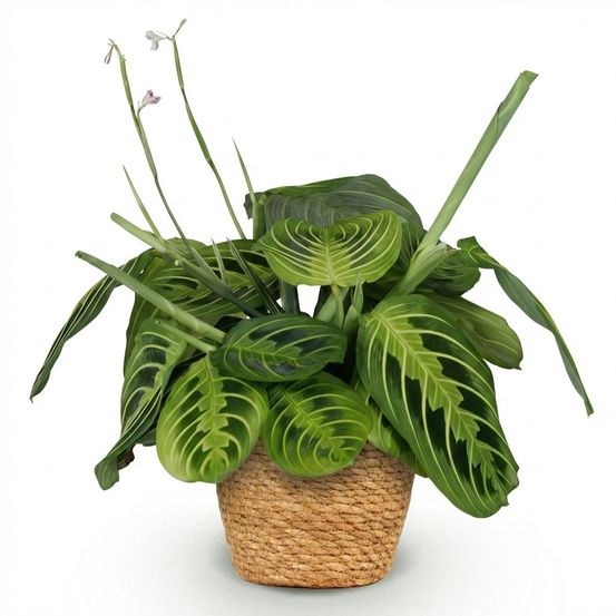 Maranta fascinator lemon vert clair - avec - h35 cm