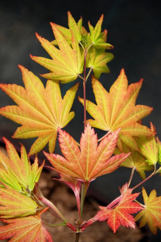 Erable 'autumn moon' - en pot de 2 litres