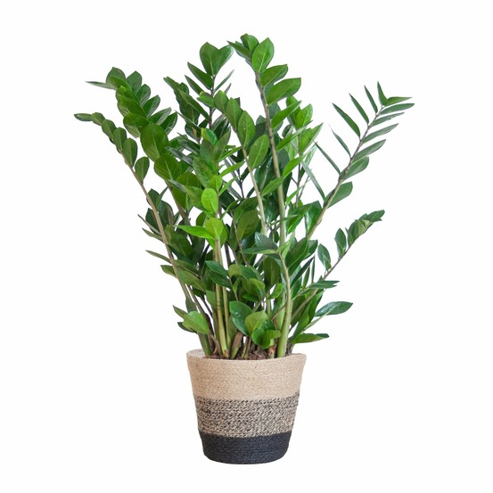 Zamioculcas zamiifolia et son pot panier multicolor - hauteur 80cm