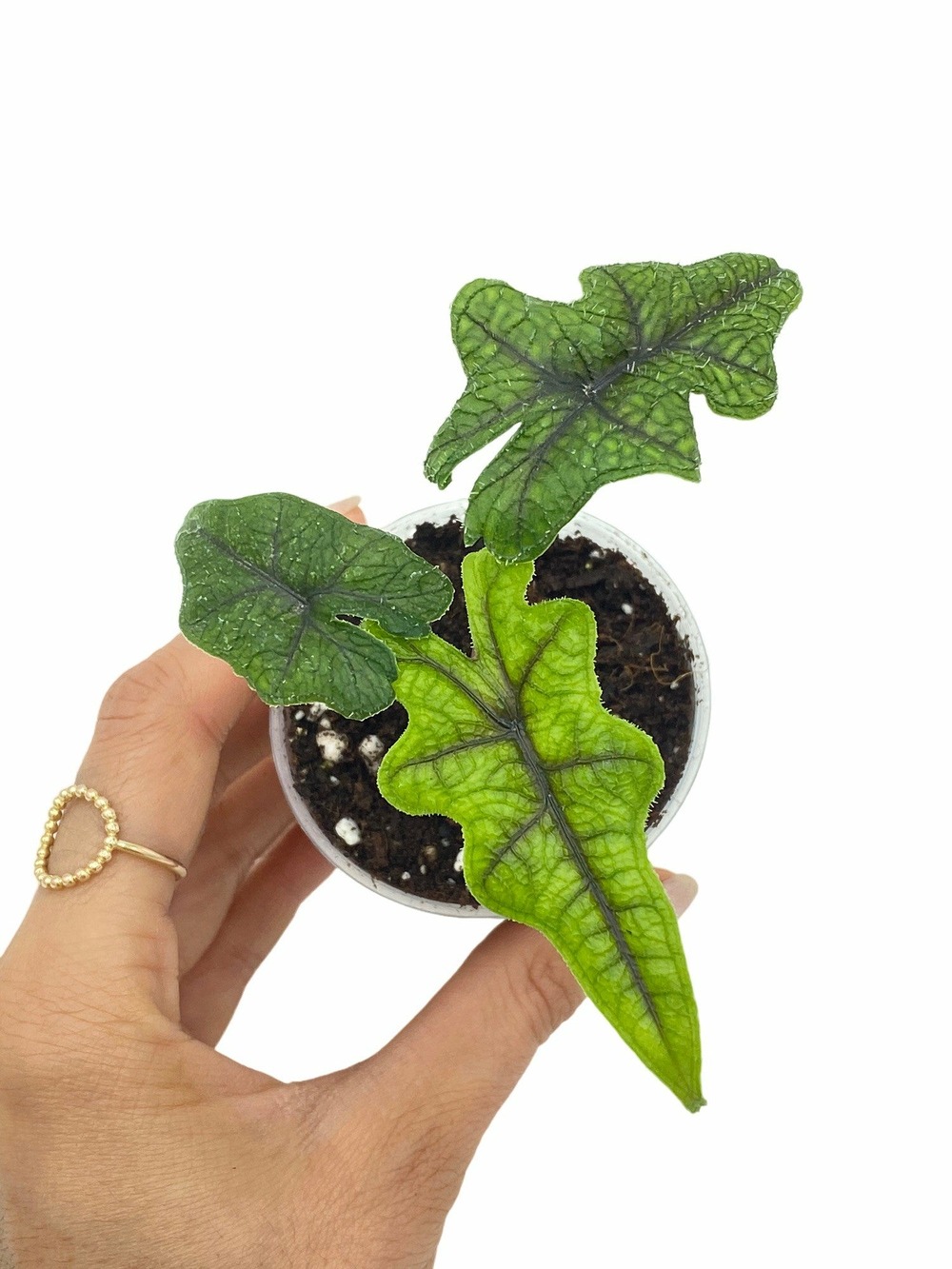Alocasia jacklyn - pot de 6cm
