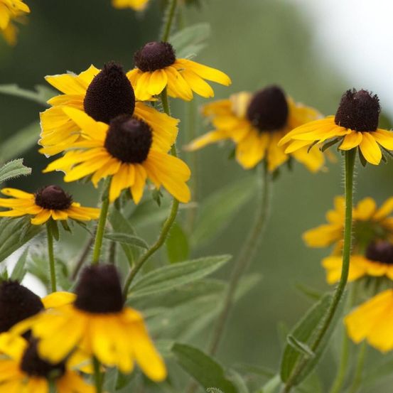 Rudbeckia à trois feuilles lot de 3 godets