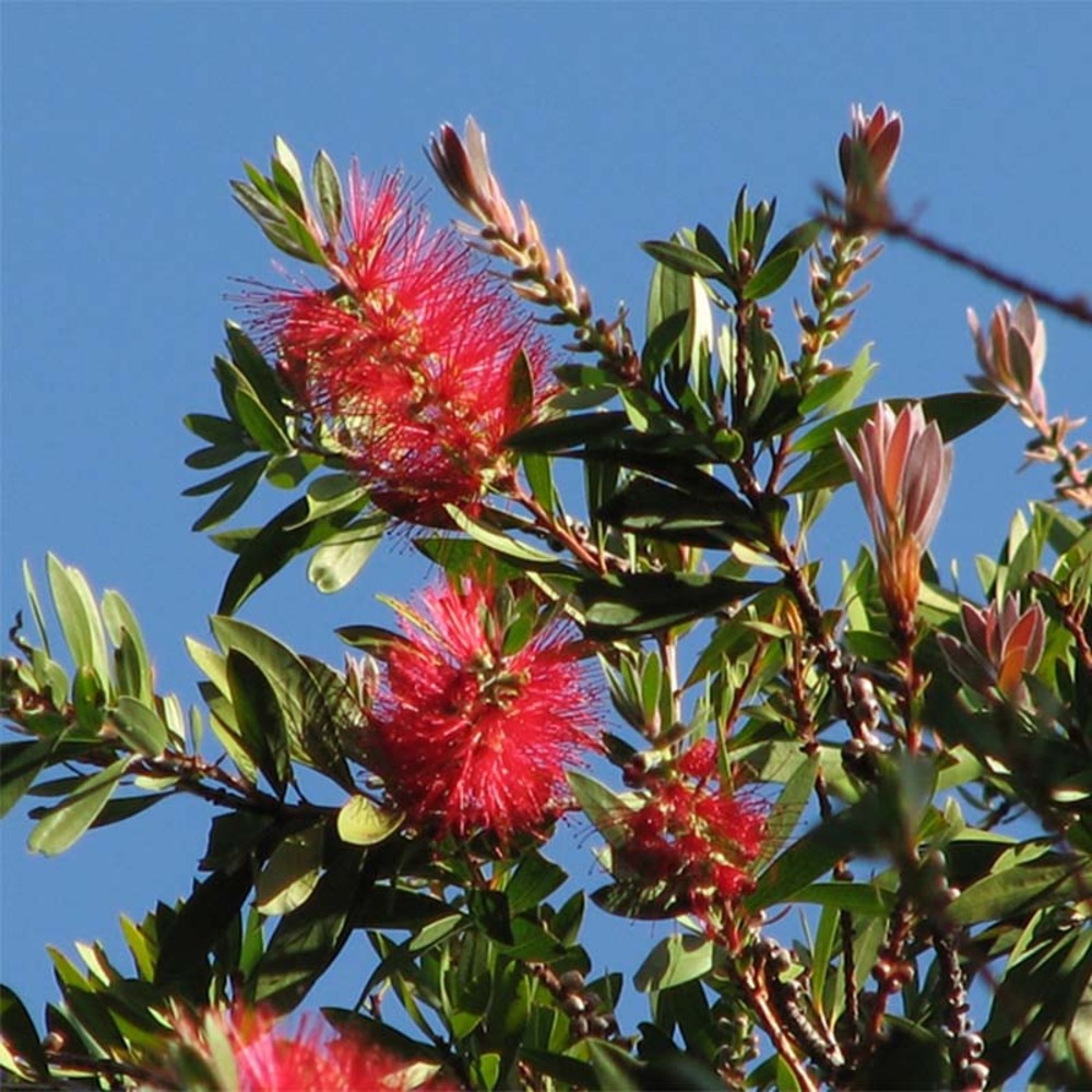 Callistemon citrinus 'splendens' pot de 7,5l/10l