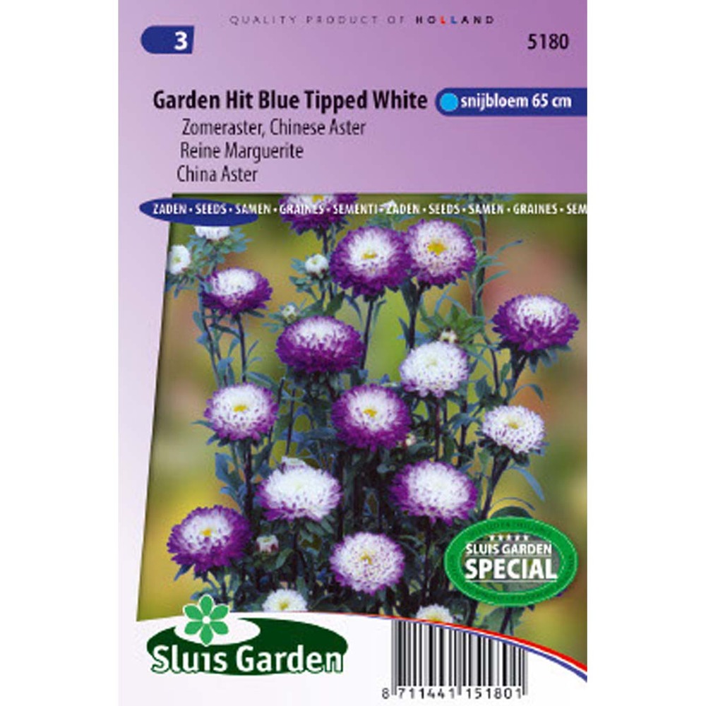 Reine-marguerite 'garden hit blue tipped white' le sachet de 300 graines environ (0,8g)