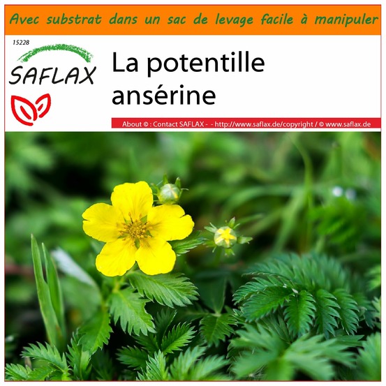 Garden in the bag - la potentille ansérine - 20 graines - potentilla anserina