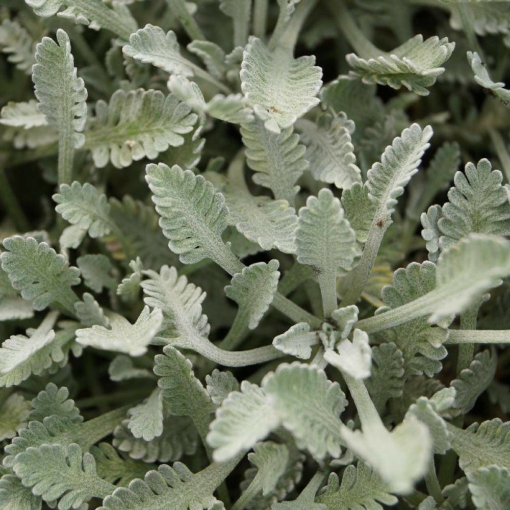 Achillée en ombelle godet - 5/20 cm