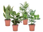 Plantes d'intérieur 'easy care' - set de 4 - pot 12cm - hauteur 25-40cm