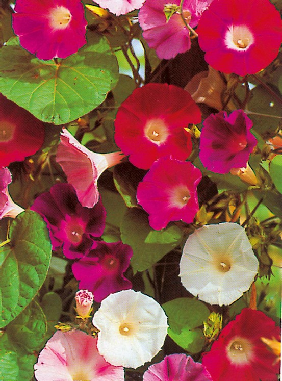 Ipomee volubilis - 3 g