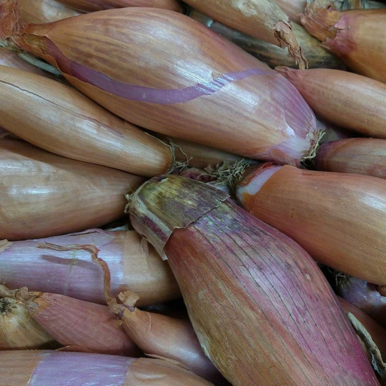 Graines d'echalion zebrune - vilmorin sachet