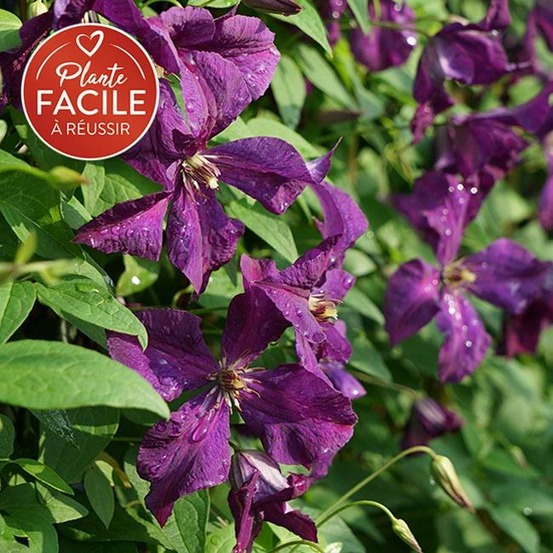 Clématite 'polish spirit' - clematis viticella 3l