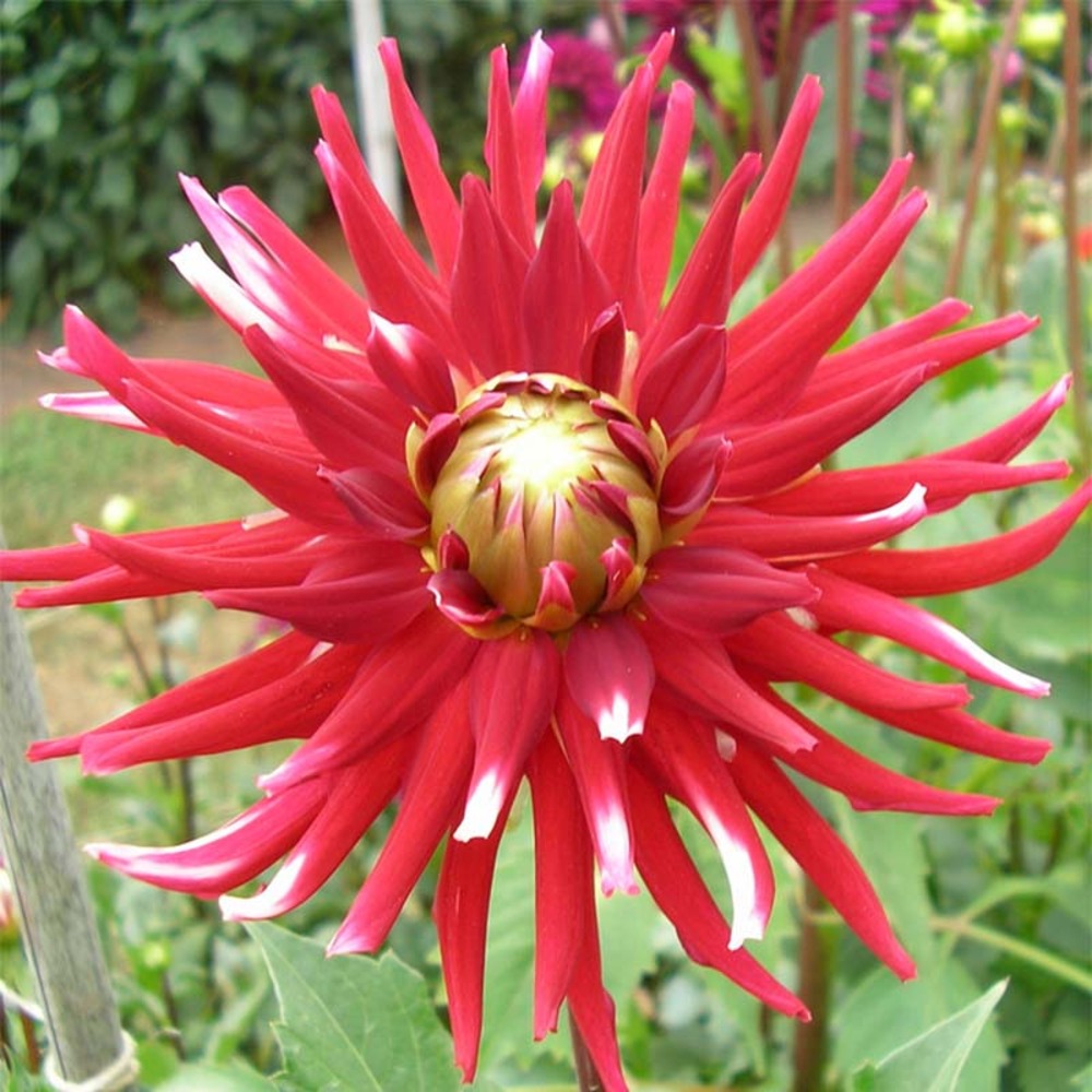 Dahlia gpe cactus 'friquolet' bulbe calibre i