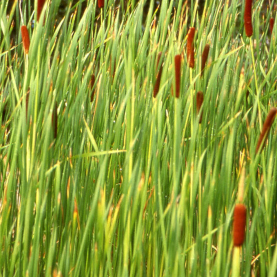Massette à larges feuilles lot de 3 godets