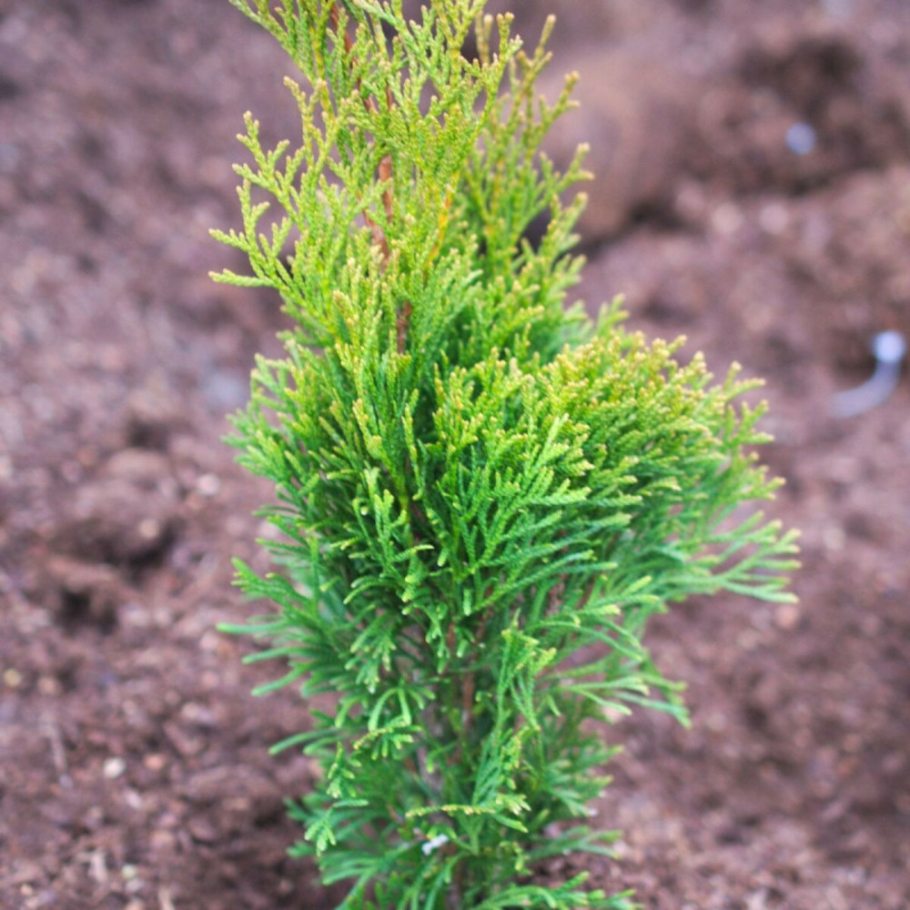 Thuya du canada emeraude, thuja occidentalis pot de 4l - 40/60 cm