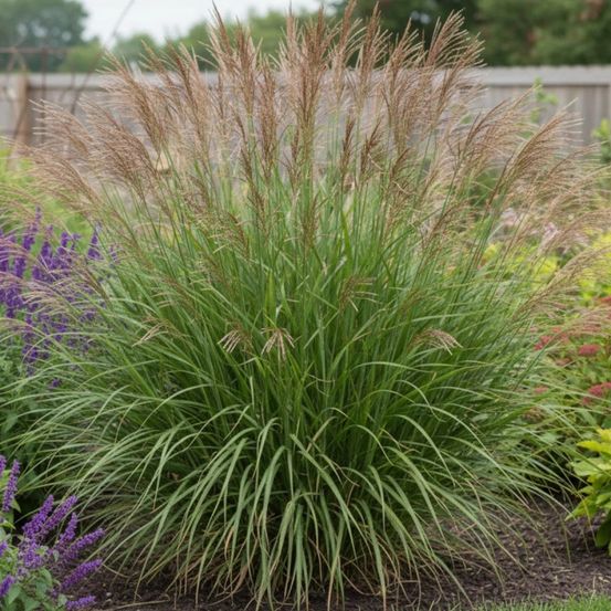 Miscanthus, roseau de chine purpurascens godet - 5/20 cm