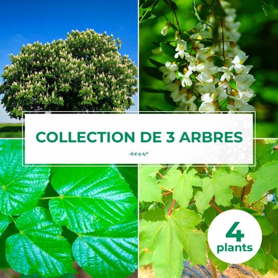 Collection 4 arbres