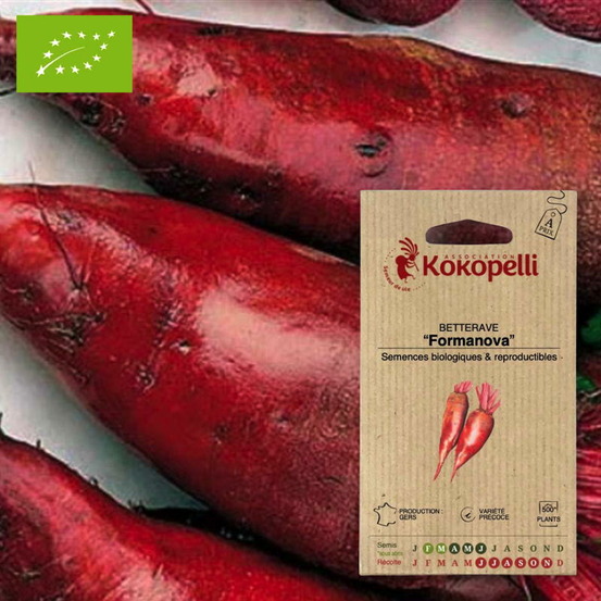 Betterave cylindra- graines bio à semer