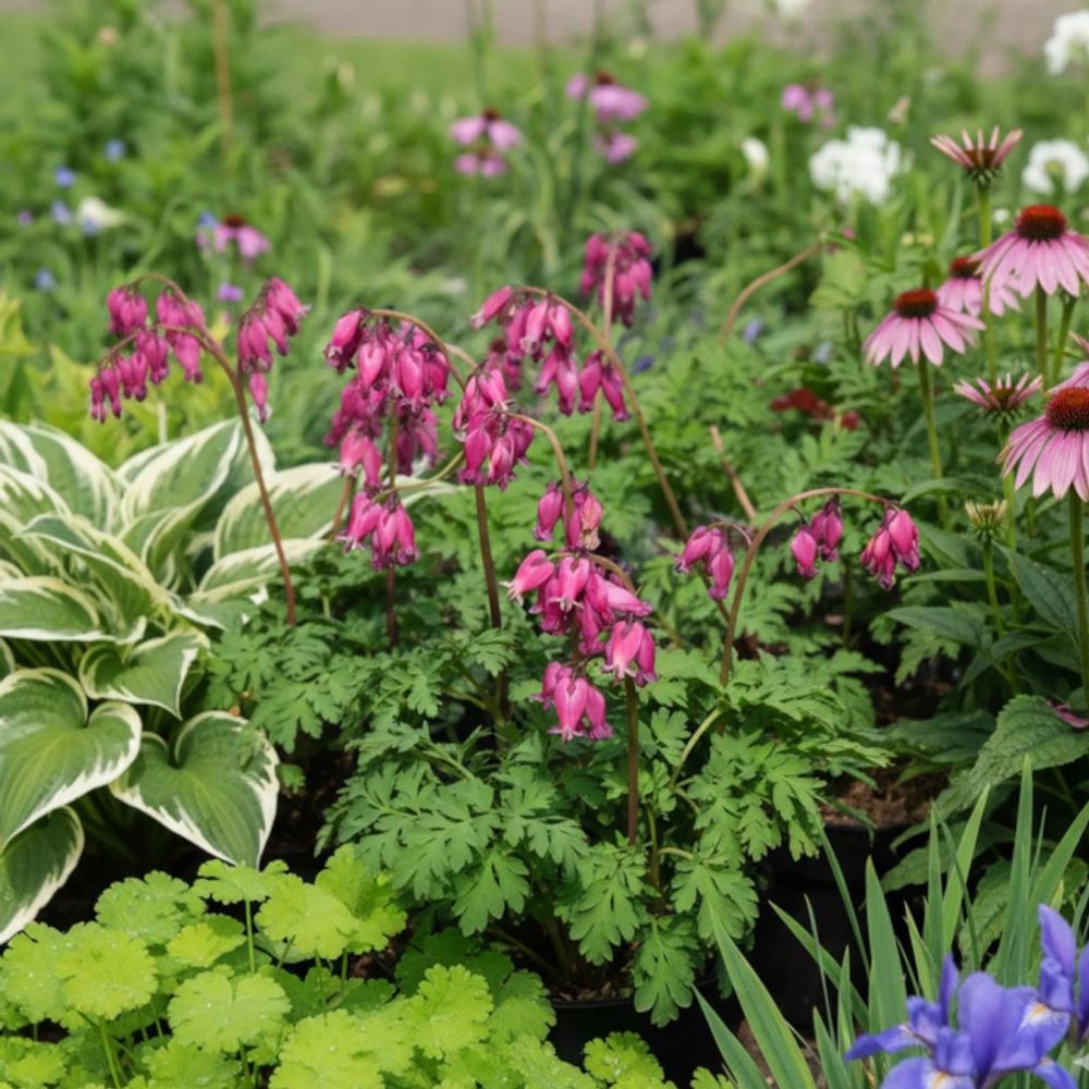 Coeur de marie luxuriant, dicentra lot de 5 godets