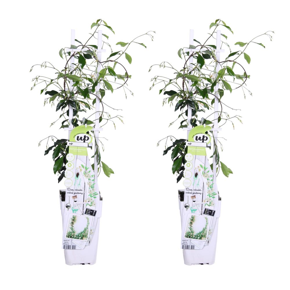 Jasmin étoilé star of venice - 2 plants - h 65 cm, pot ø15 cm - plante d'extérieur