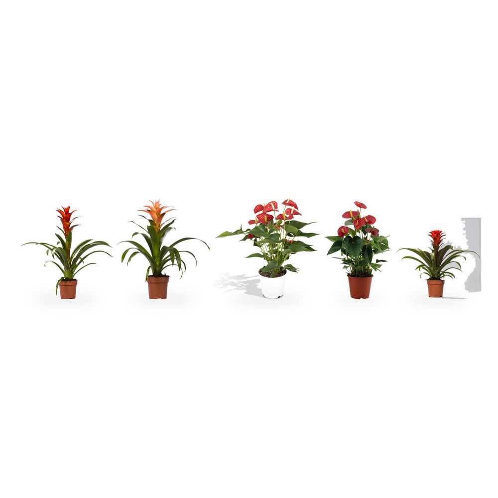 Rouge & flamme — lot de 5 plantes fleuries