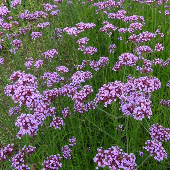 Verveine de buenos aires godet de 8/9 cm
