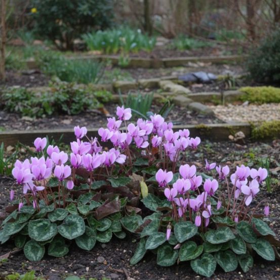 Cyclamen de naples godet - 5/20 cm