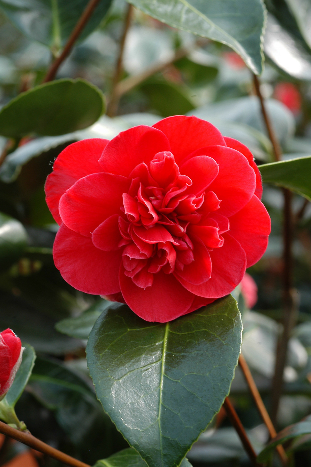 Camélia 'léonard de vinci' - en pot de 1 litre